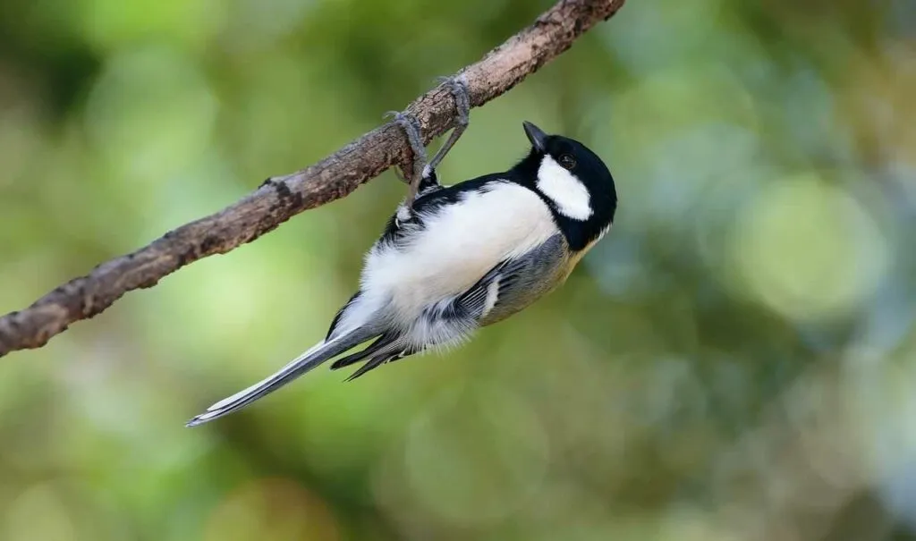 Japanese Tit