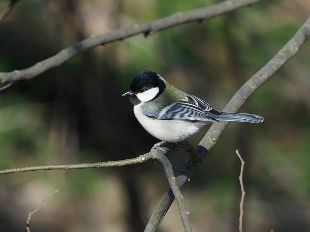 Japanese Tit