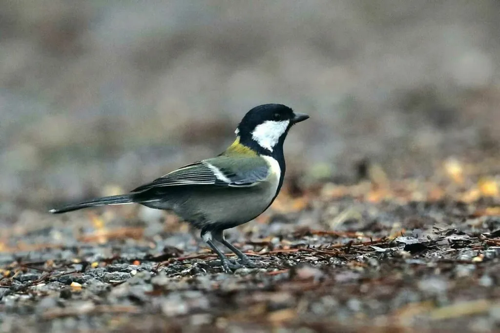 Japanese Tit