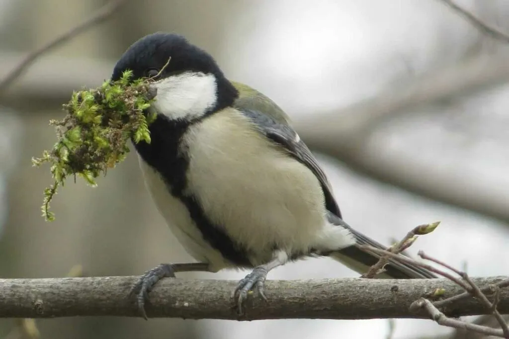 Japanese Tit