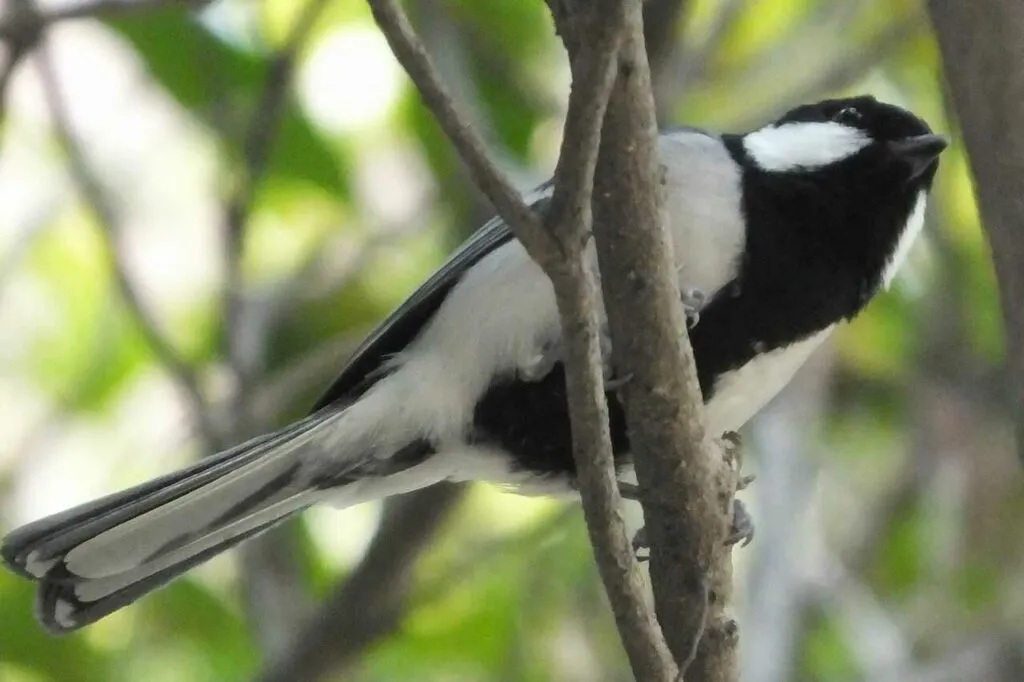 Japanese Tit