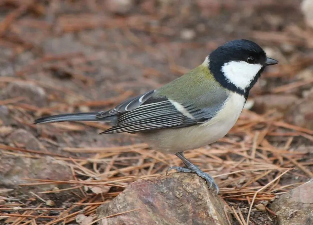 Japanese Tit