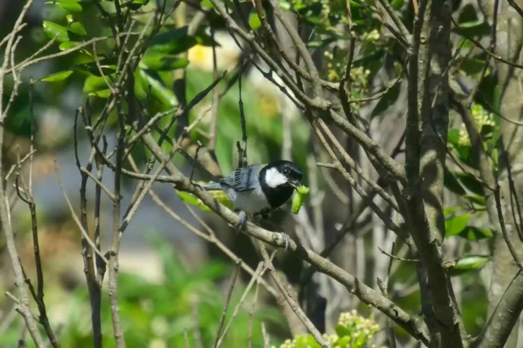 Japanese Tit