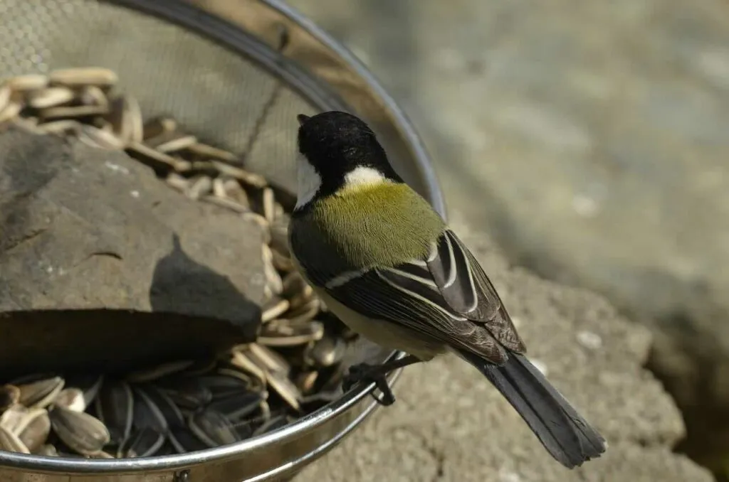 Japanese Tit