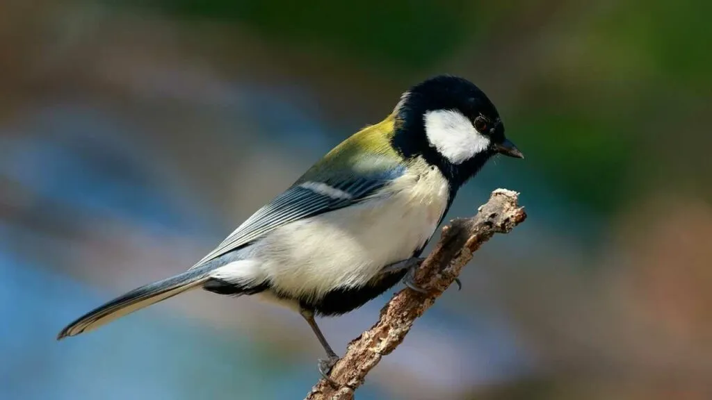 Japanese Tit