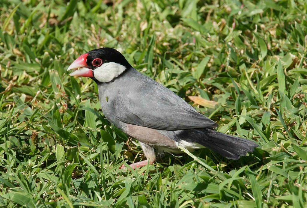 Java Sparrow