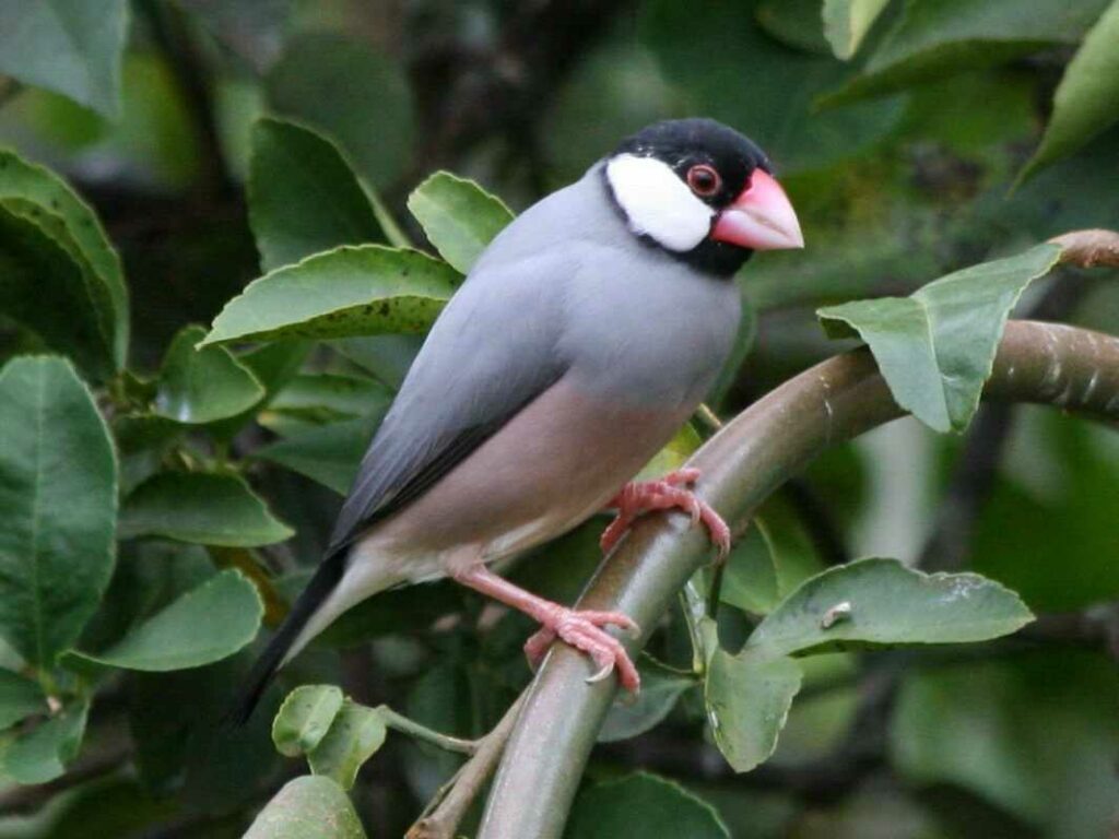 Java Sparrow