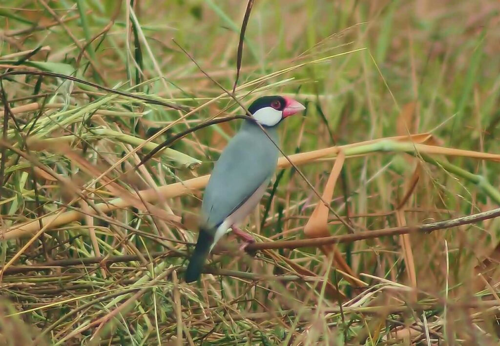 Java Sparrow