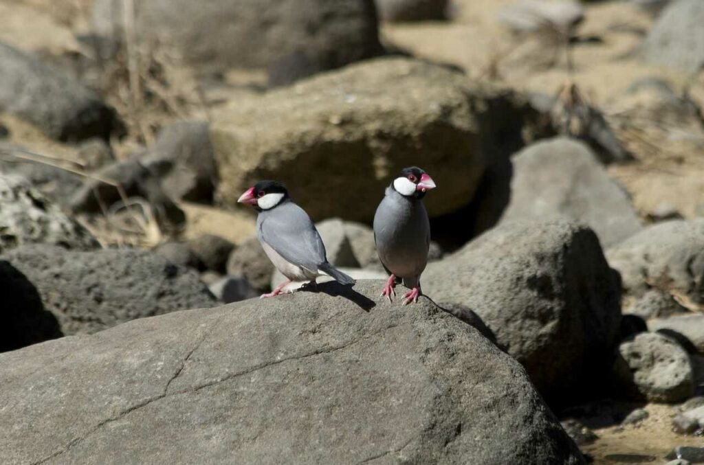 Java Sparrow