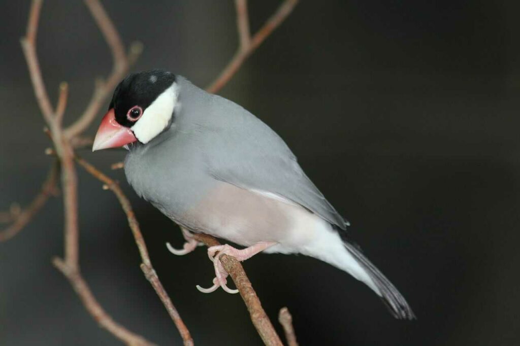 Java Sparrow