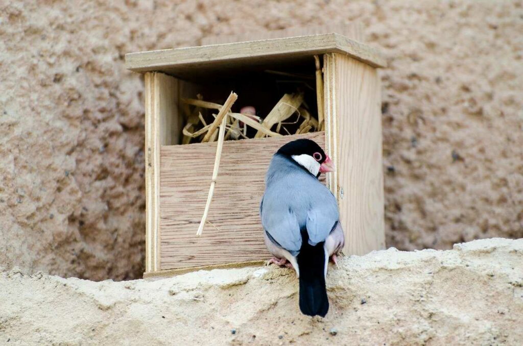 Java Sparrow