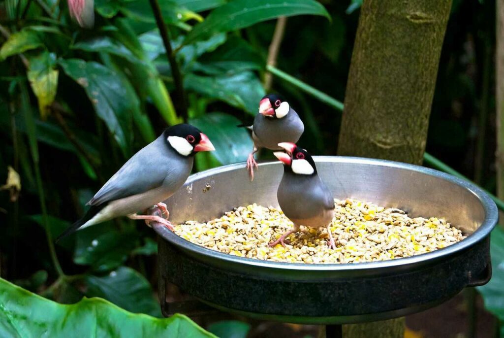 Java Sparrow