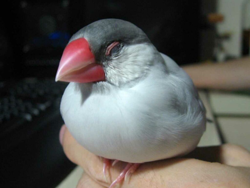 Java Sparrow