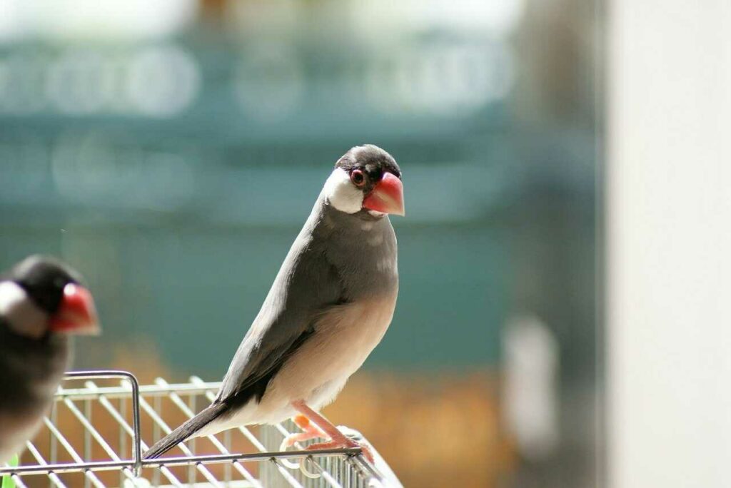 Java Sparrow