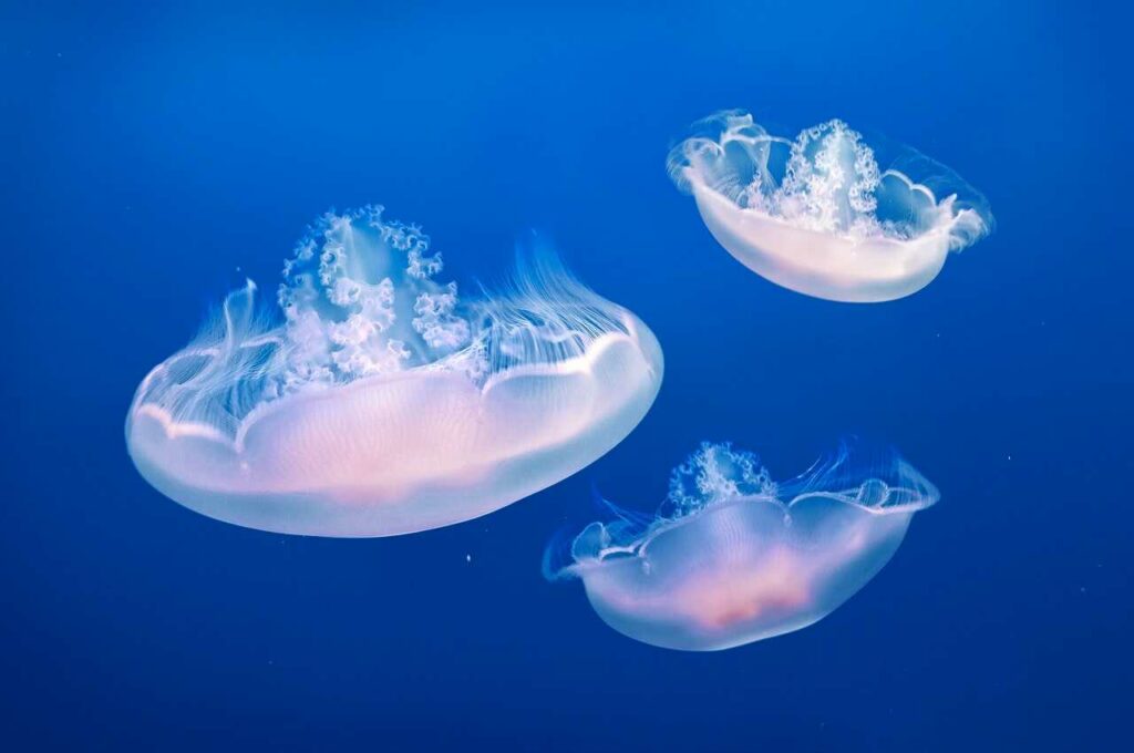 Jellyfish