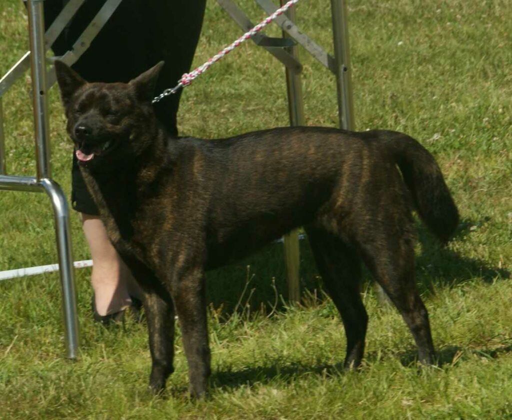 Kai Dog