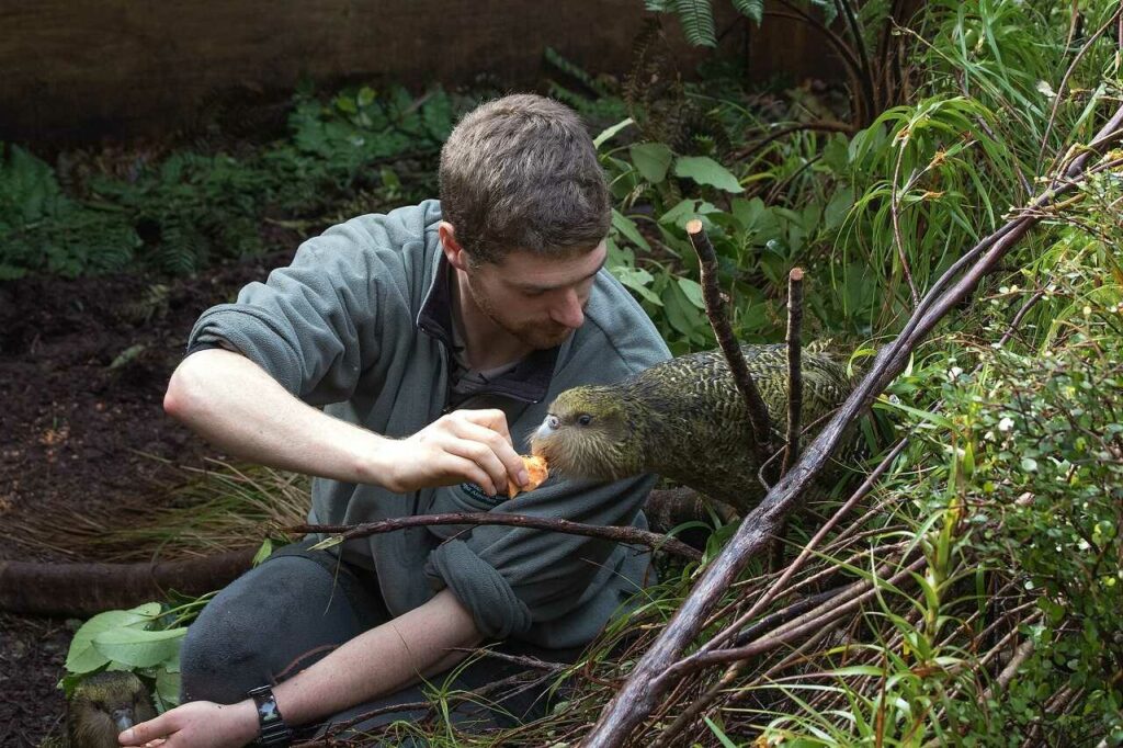 Kakapo