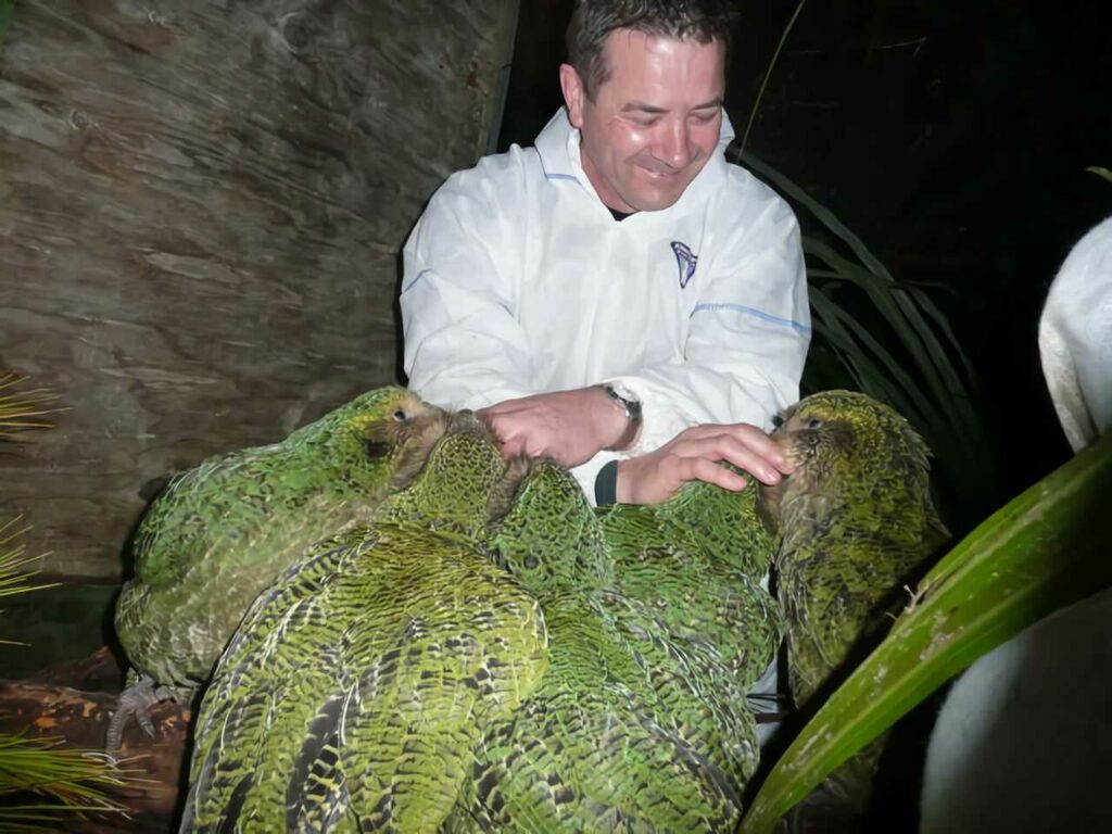 Kakapo