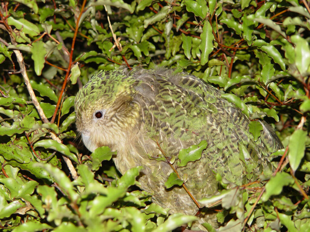 フクロウオウム