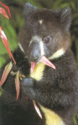 木の上で葉を食べるシロハラキノボリカンガルー