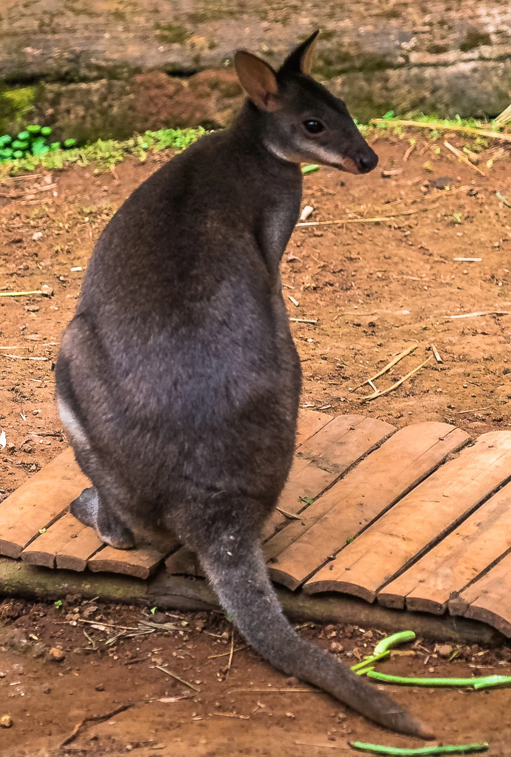 コゲチャヤブワラビー