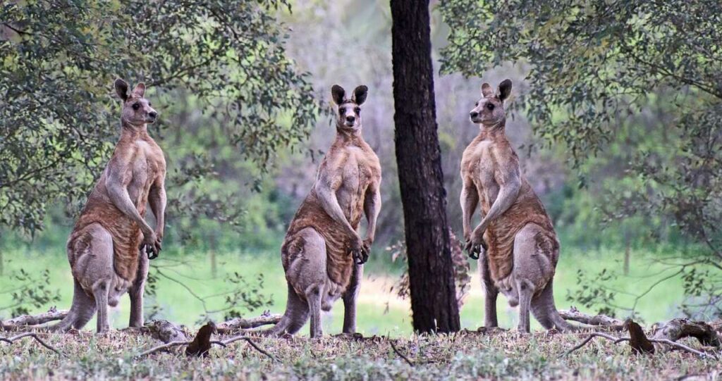 カンガルー