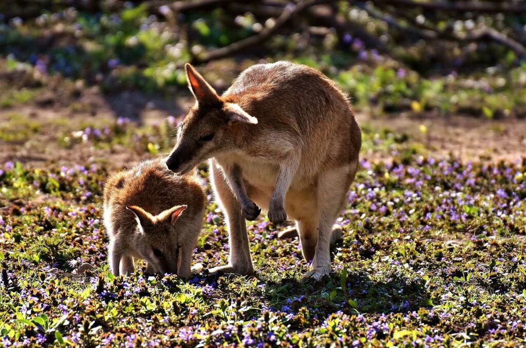 カンガルー