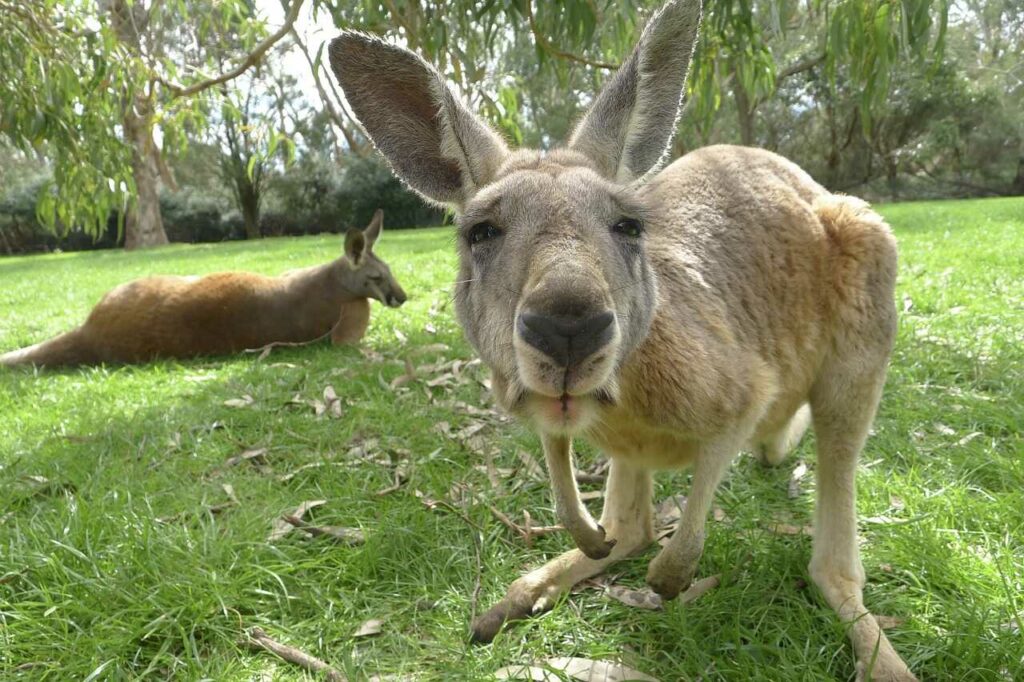 Kangaroo