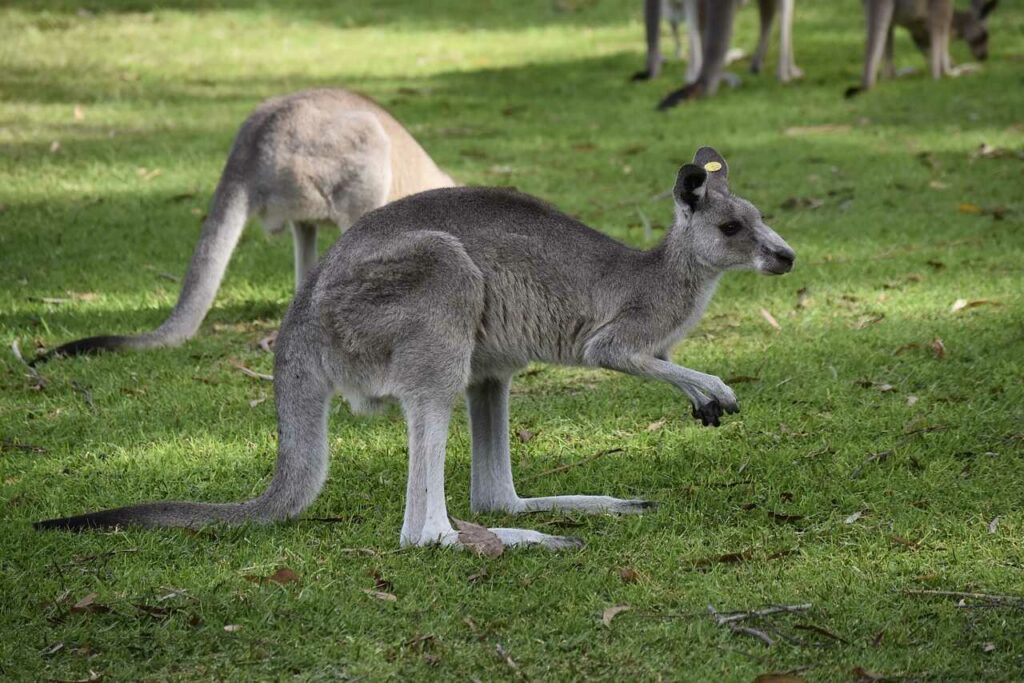 カンガルー