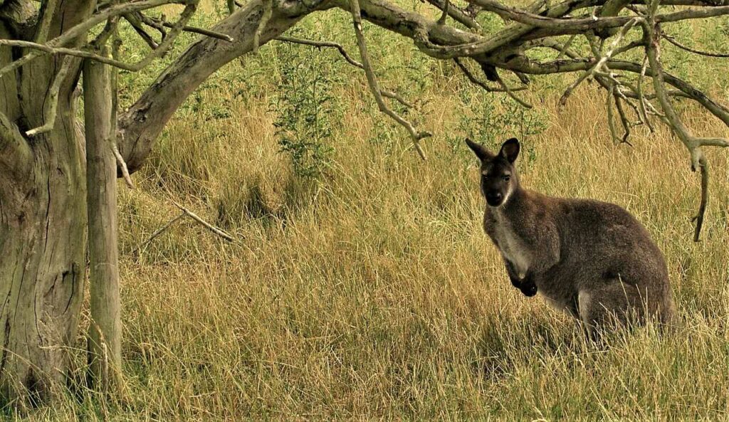 カンガルー