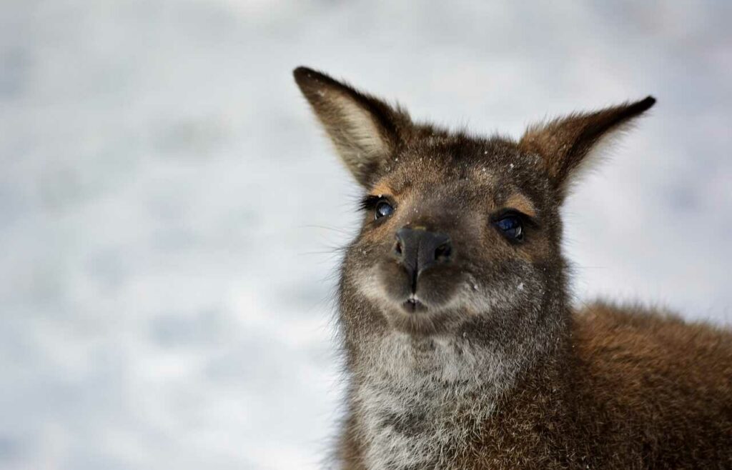 Kangaroo