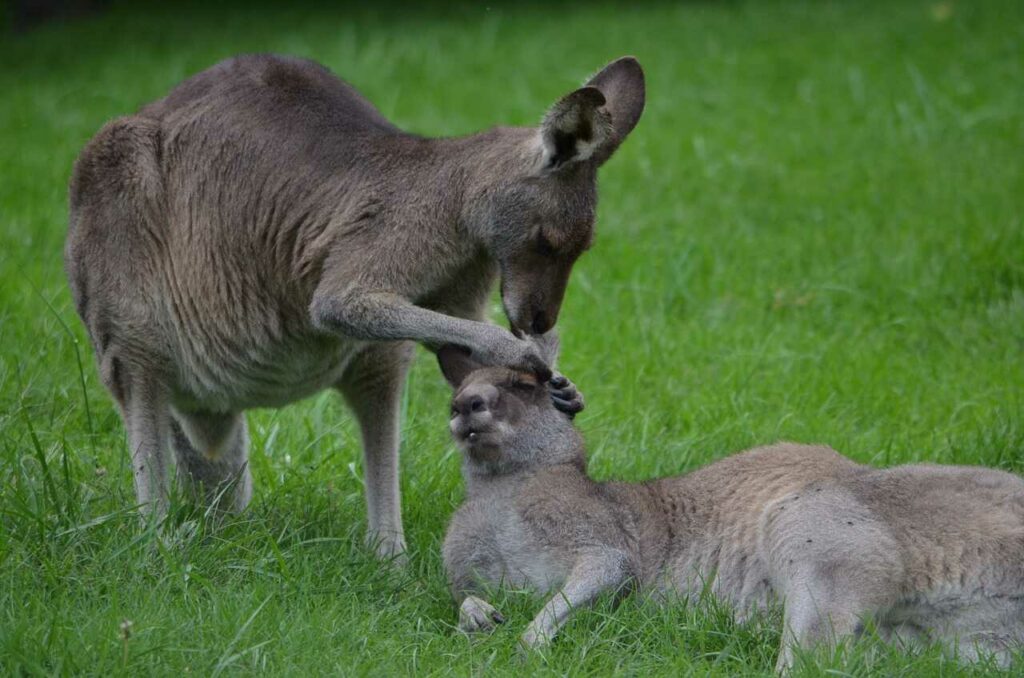 Kangaroo