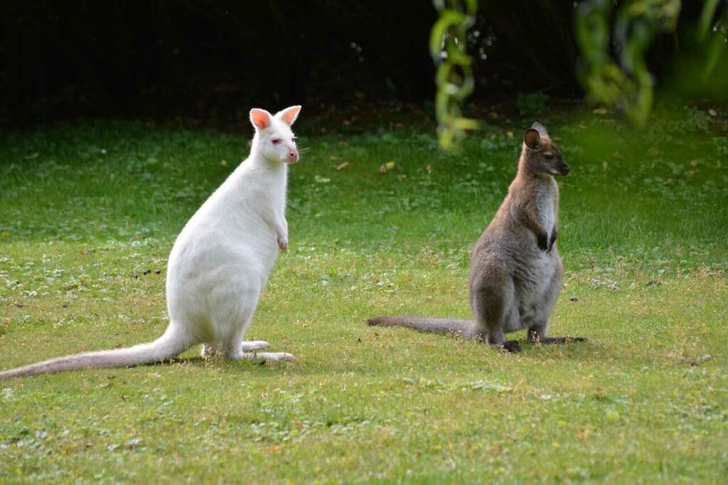 カンガルー