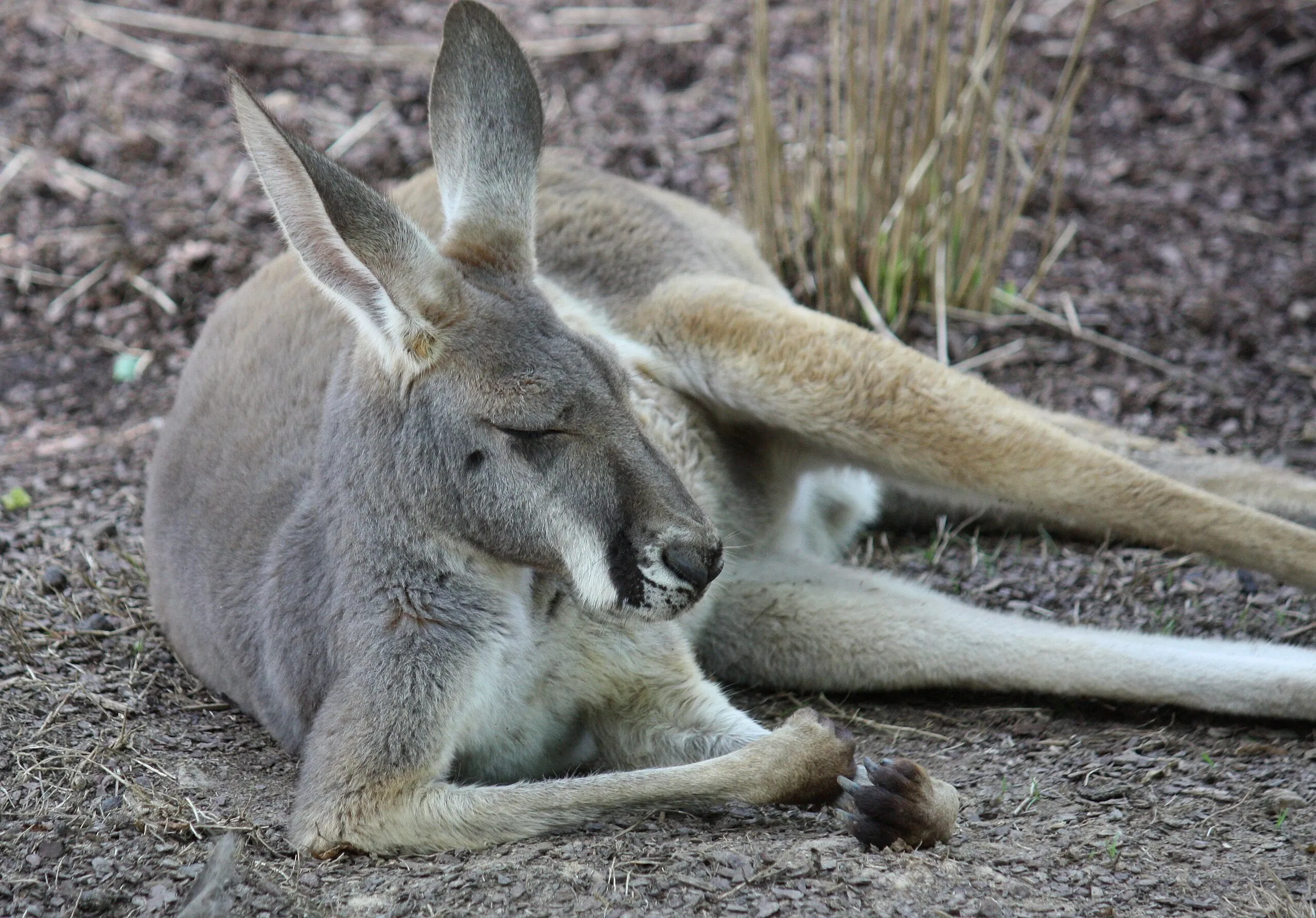 アカカンガルー