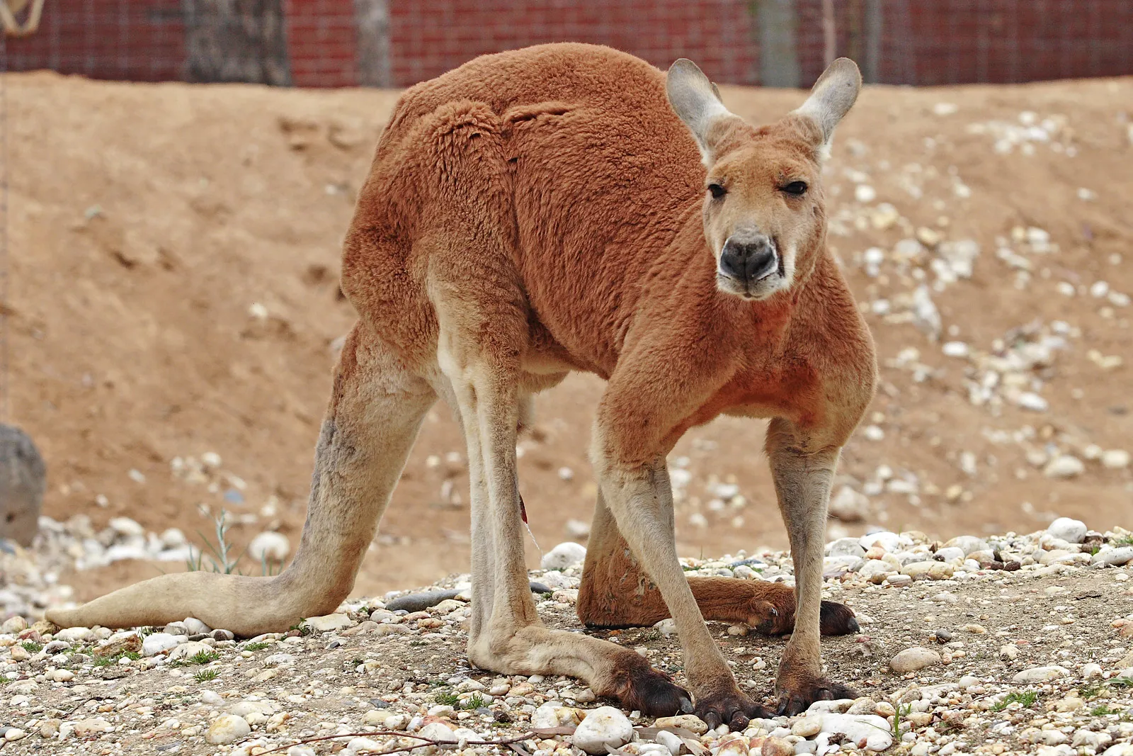 アカカンガルー