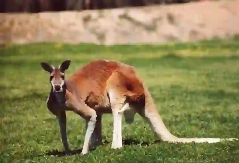 アカカンガルー