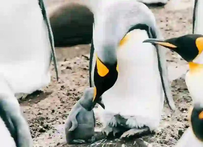 キングペンギン