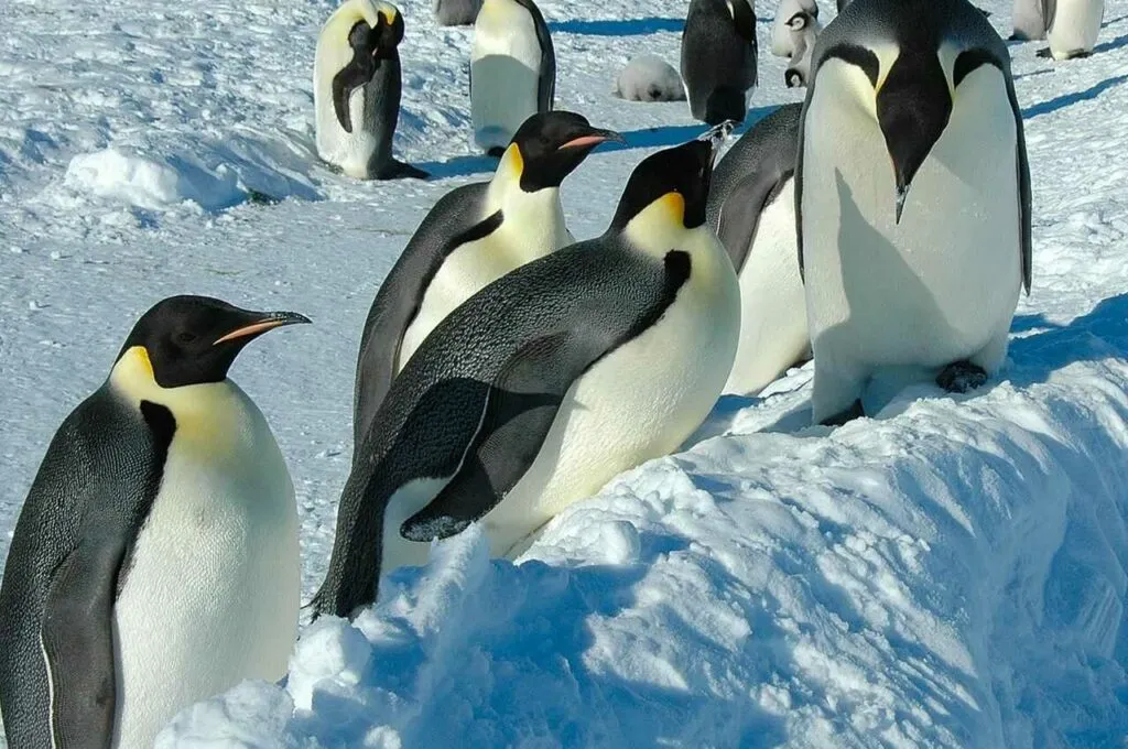 King Penguin