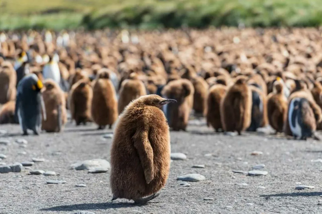 King Penguin