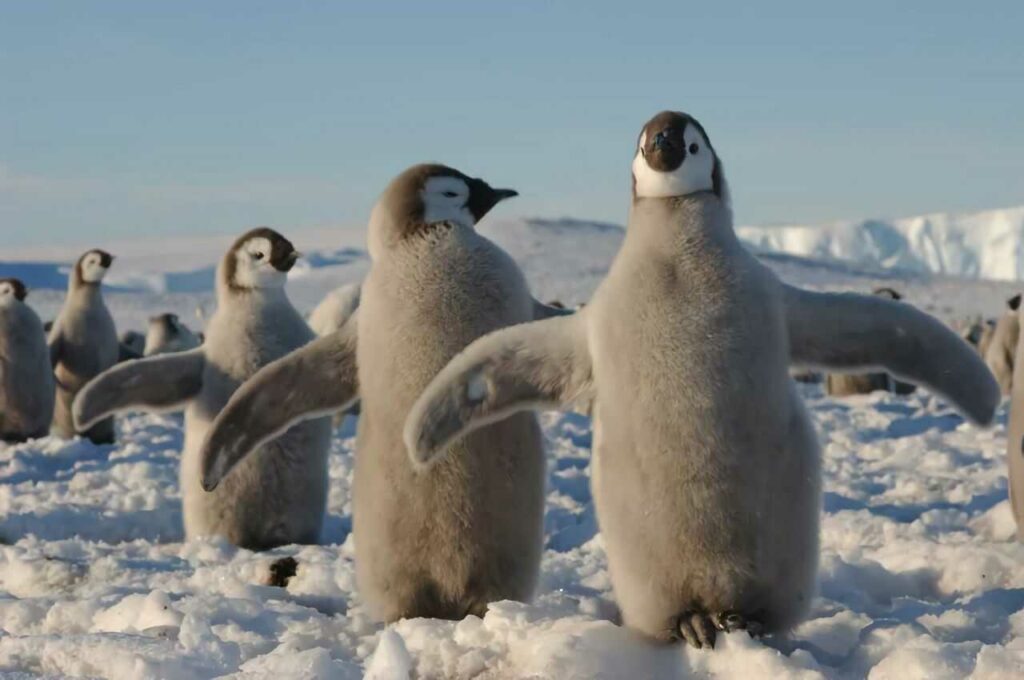 キングペンギン