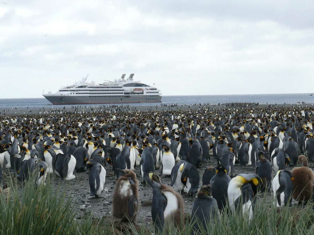 King Penguin