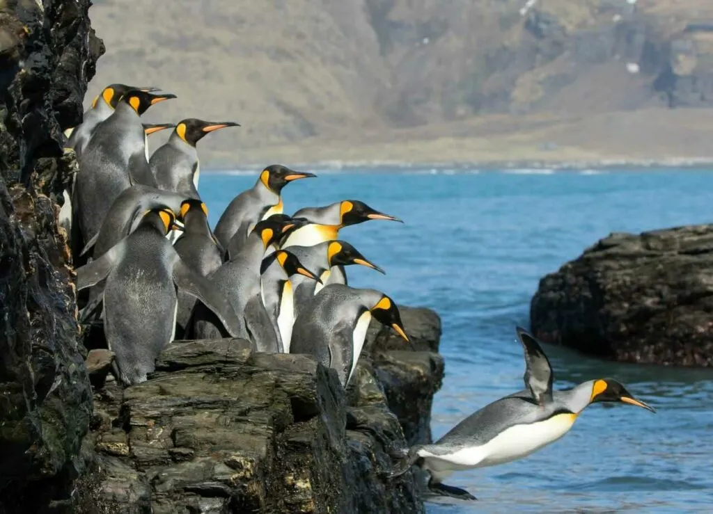 King Penguin