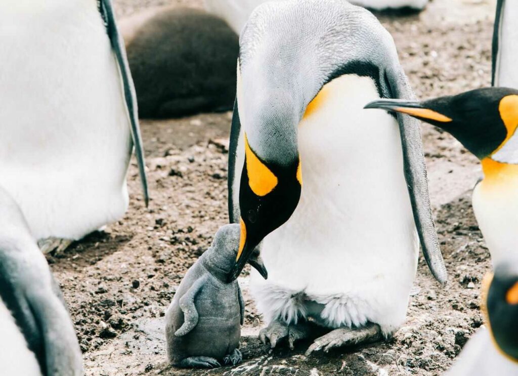 キングペンギン