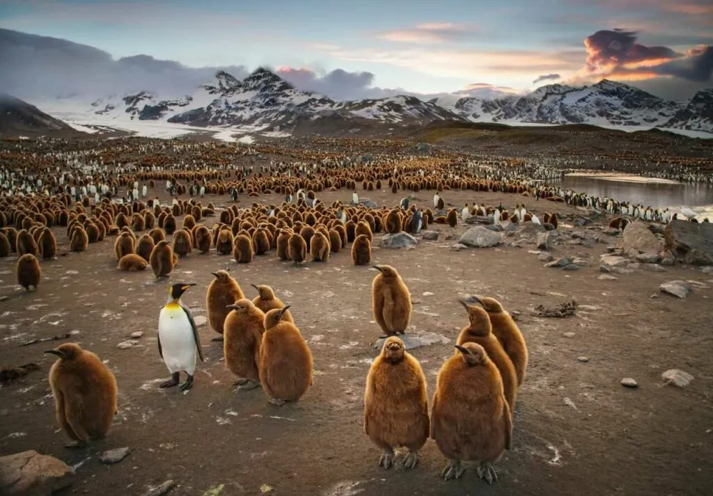 King Penguin