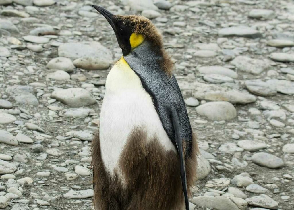 King Penguin