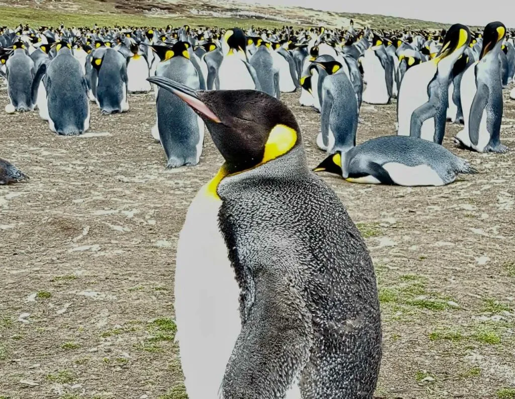 King Penguin