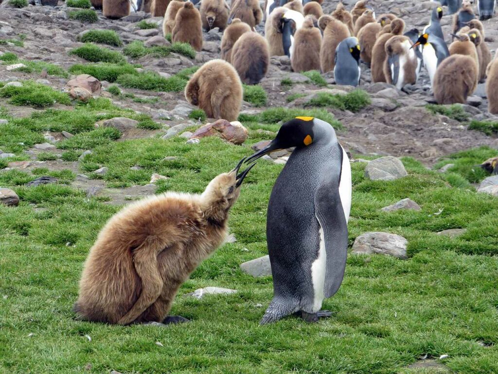 キングペンギン