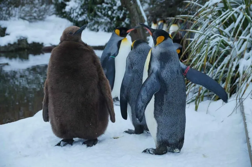 キングペンギン