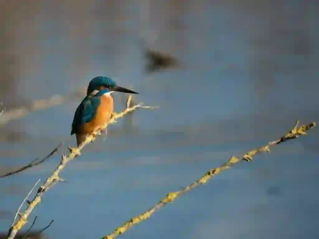 カワセミ