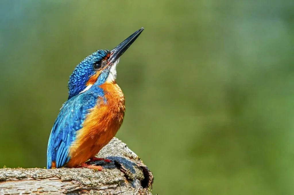 Kingfisher